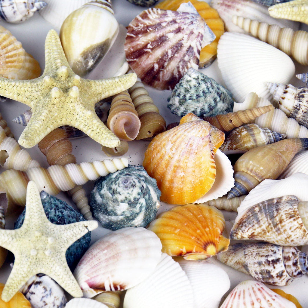 Mixed Sea Shell and/or Starfish Assortments - Modern Vase and Gift