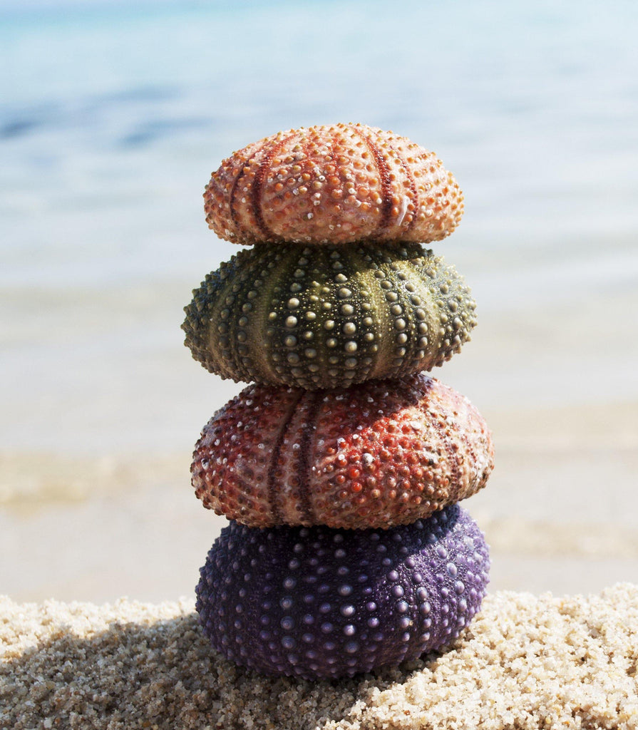 Sea Shells - Modern Vase and Gift