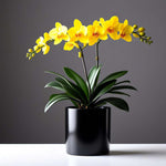 Yellow orchid in a black pot on a gray background