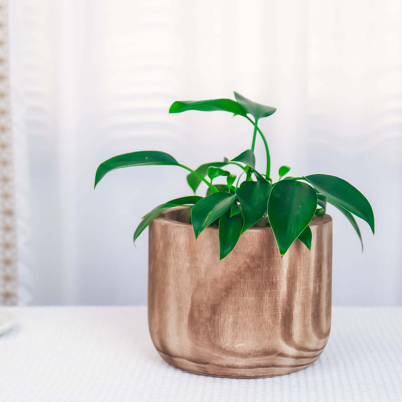 Studio WoodPlanter –  Burnt Finish, 8.25" x 6.5", Pack of 6