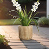 Studio WoodPlanter –  Burnt Finish, 11" x 10.75", Pack of 4