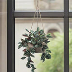 Hanging potted plant in front of a window