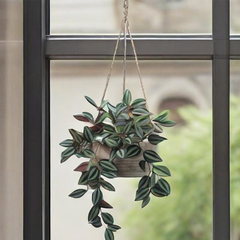 Hanging potted plant in front of a window