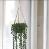 Hanging succulent plant on a white background