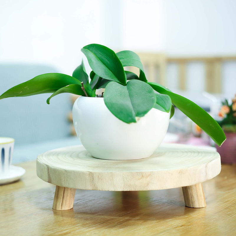 White pot with green plant on a wooden stand on a table
