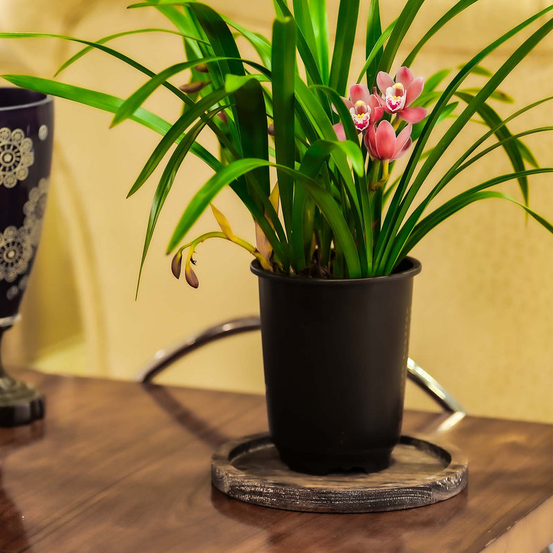 Potted plant with pink flowers on a wooden surface