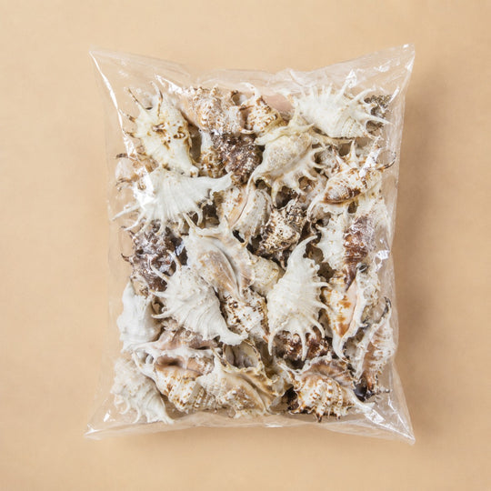 White Lambis Spider Conch Sea Shells, 4" - 4.5" (100 pcs/Case)
