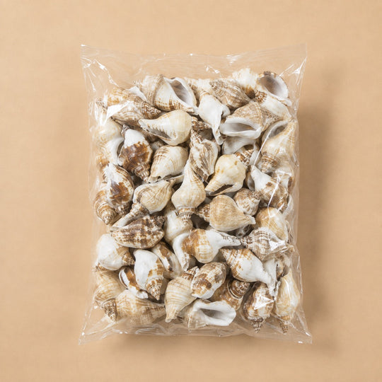 Creamy Brown Sea Shell Vase Filler Strombus Canarium D-2"-2.75"  (26.4 lbs/Case)