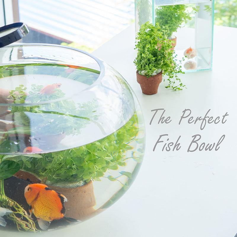CAS 1L to 14L Clear Glass Fish Bowl (8 inches) 4L : : Pet