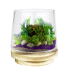 Clear Glass Taper Cylinder Vase with Wood O-4.5" H-6" - Pack of 6 PCS - Modern Vase and Gift