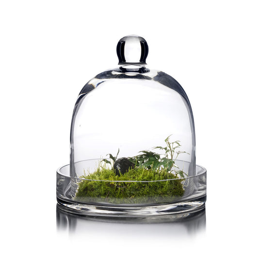 Pack of 2 PCS Clear Glass Cloche Bell Jar with Glass Plate D-7" H-8"