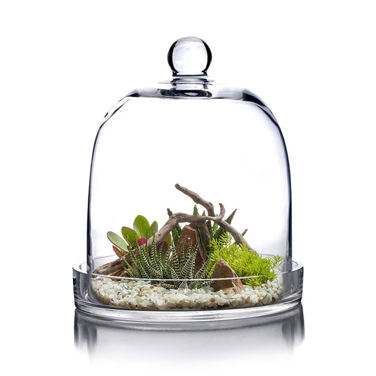 Pack of 2 PCS Clear Glass Cloche Bell Jar with Glass Plate D-8.75" H-11"