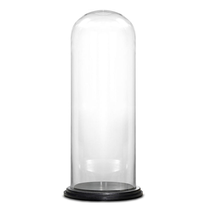 Clear Glass Cloche Dome with Black Wood Base D-11" H-24.5" - Pack of 1 PC - Modern Vase and Gift