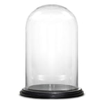 Clear Glass Cloche Dome with Black Wood Base D-9.5" H-15" - Pack of 1 PC - Modern Vase and Gift