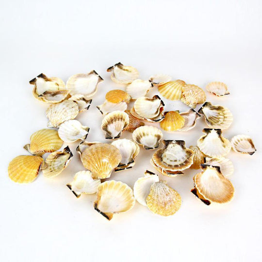 Light Cream/Brown Sea Shell Vase Filler Fan Shell D-1"-2" (44 lbs/Case)