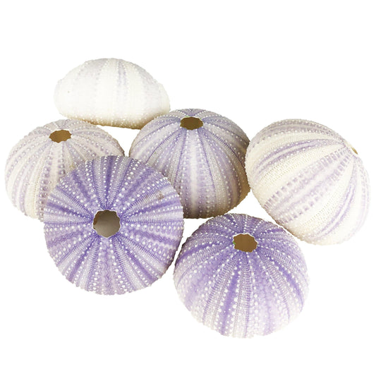 Pack of 72 PCS Purple Vase Filler Natural Sea Urchin Shells D-2"-3"