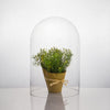 Clear Glass Cloche Dome D-10" H-15" - Pack of 1 PC - Modern Vase and Gift