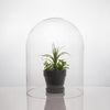 Clear Glass Cloche Dome D-12" H-15" - Pack of 1 PC - Modern Vase and Gift