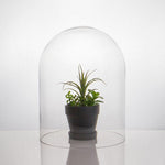 Clear Glass Cloche Dome D-12" H-15" - Pack of 1 PC - Modern Vase and Gift