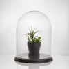 Clear Glass Cloche Dome with Black Wood Base D-13" H-16.5" - Pack of 1 PC - Modern Vase and Gift