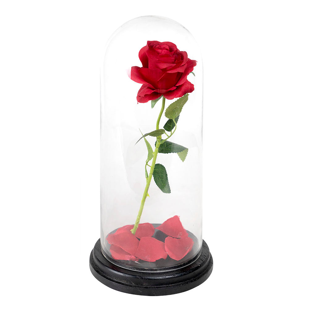 Clear Glass Cloche Dome with Black Wood Base D-7" H-15" - Pack of 4 PCS - Modern Vase and Gift