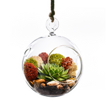 Clear Glass Hanging Orbs D-4" H-4.5" - Pack of 48 PCS - Modern Vase and Gift