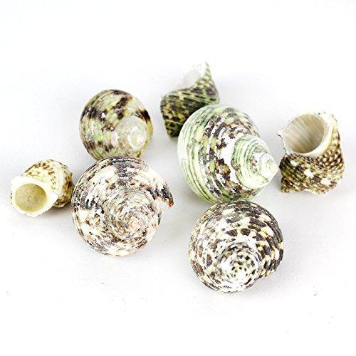 Green Stripe Sea Shell Vase Filler Turbo Argyrostomus D-1.5"-2" (26.4 lbs/Case)