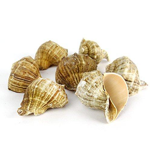 Natural Brown Sea Shell Vase Filler Rapana Rapiformis D-2"-2.5" - Pack of 12 PCS