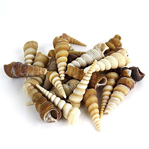 Brown/Cream/Tan Sea Shell Vase Filler Terebra Turitella D-1.5"-3" (44 lbs/Case)