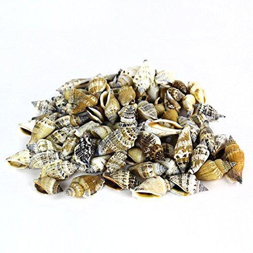 Brown/Cream Tan Sea Shell Vase Filler Strombus Canarium D-2"-2.75" (44 lbs/Case)