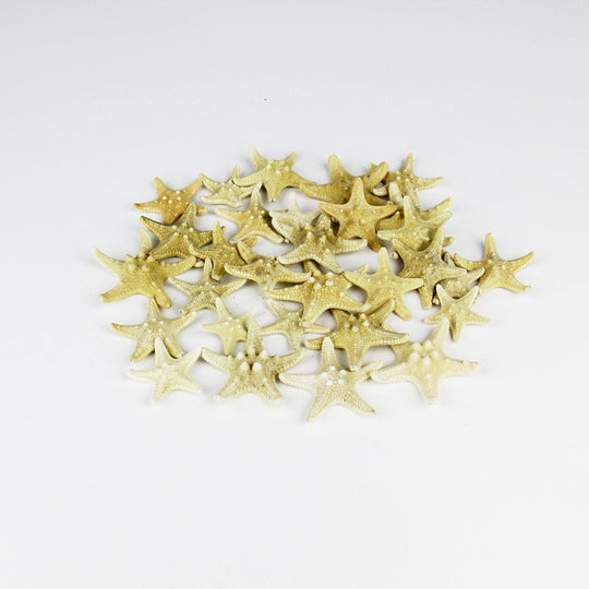 Natural Vase Filler Star Fish Knobby D-1"-2" - Pack of 120 PCS