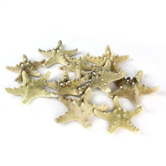Natural Vase Filler Large Star Fish Knobby D-3"-4" - Pack of 48 PCS